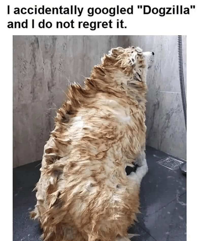 9. Unleashing the fluffiest monster the internet has ever seen: DOGZILLA!