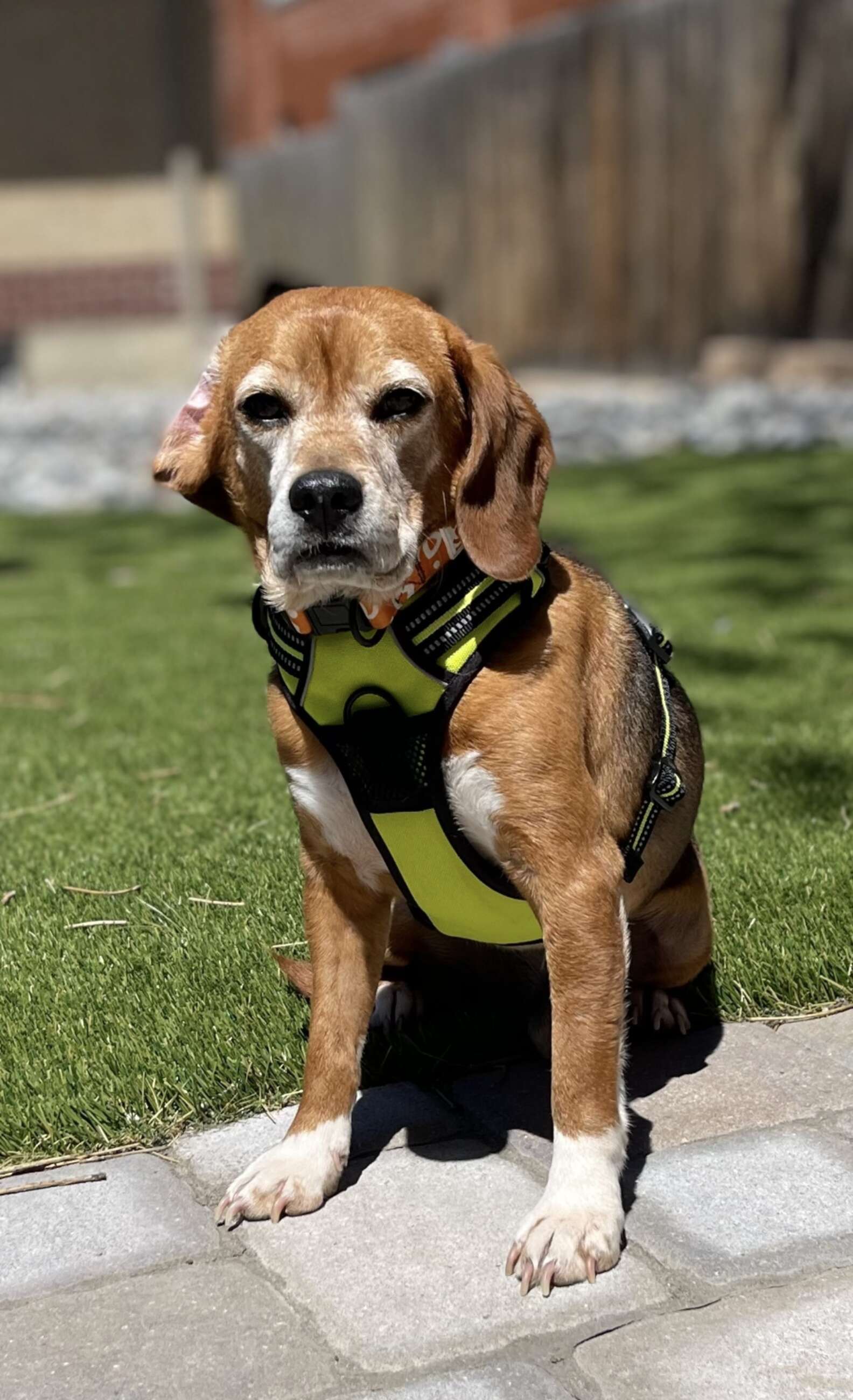 After retiring from the lab, Horan adopted him from Kindness Ranch Animal Sanctuary, the only place in the U.S. that takes in animals used in research.