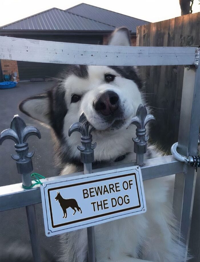 "The Goodest"