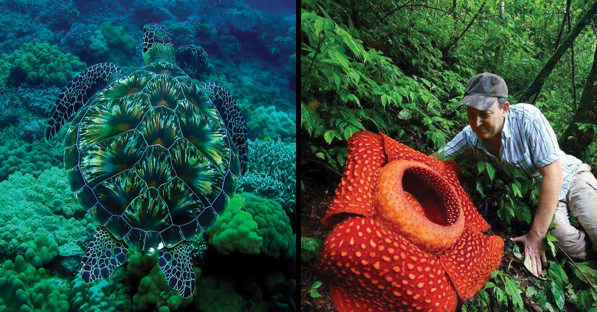 30 Of The Rarest Sights In Nature That Will Leave You Amazed And Awestruck