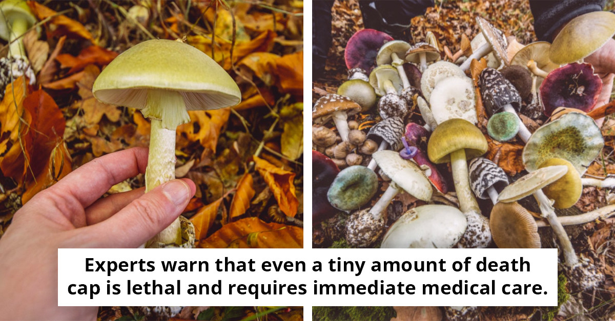 Tragedy Strikes: Four Lives Lost and Three Awaiting Liver Transplants After Consuming Toxic Mushrooms; Urgent Health Advisory Released