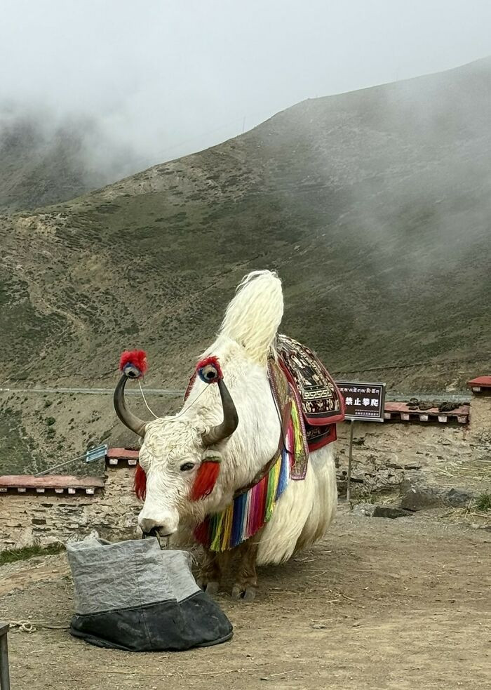 "Yak, Tibet"