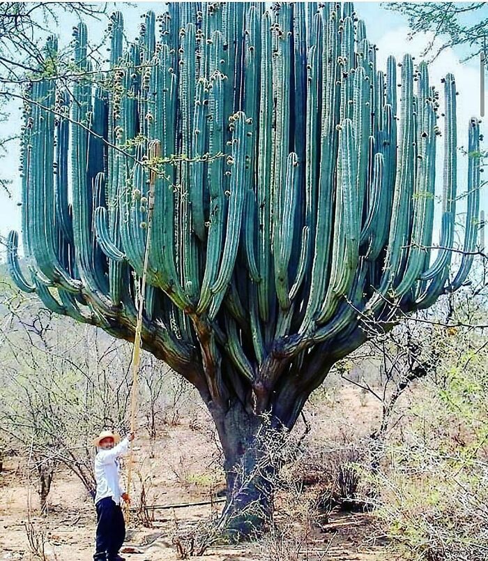 19. Enormous cactus found in Oaxaca, Mexico
