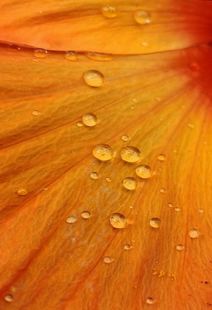 26. Daylily Droplets