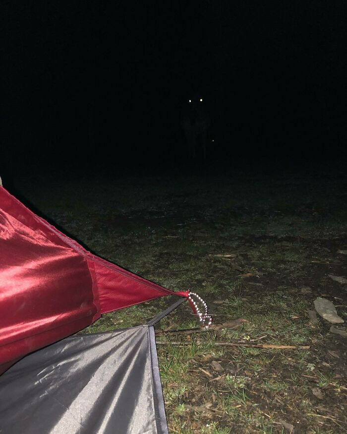 Woke Up To Chewing Noises Outside My Tent And Tried To Take A Flash Picture Since I Couldn't See Anything