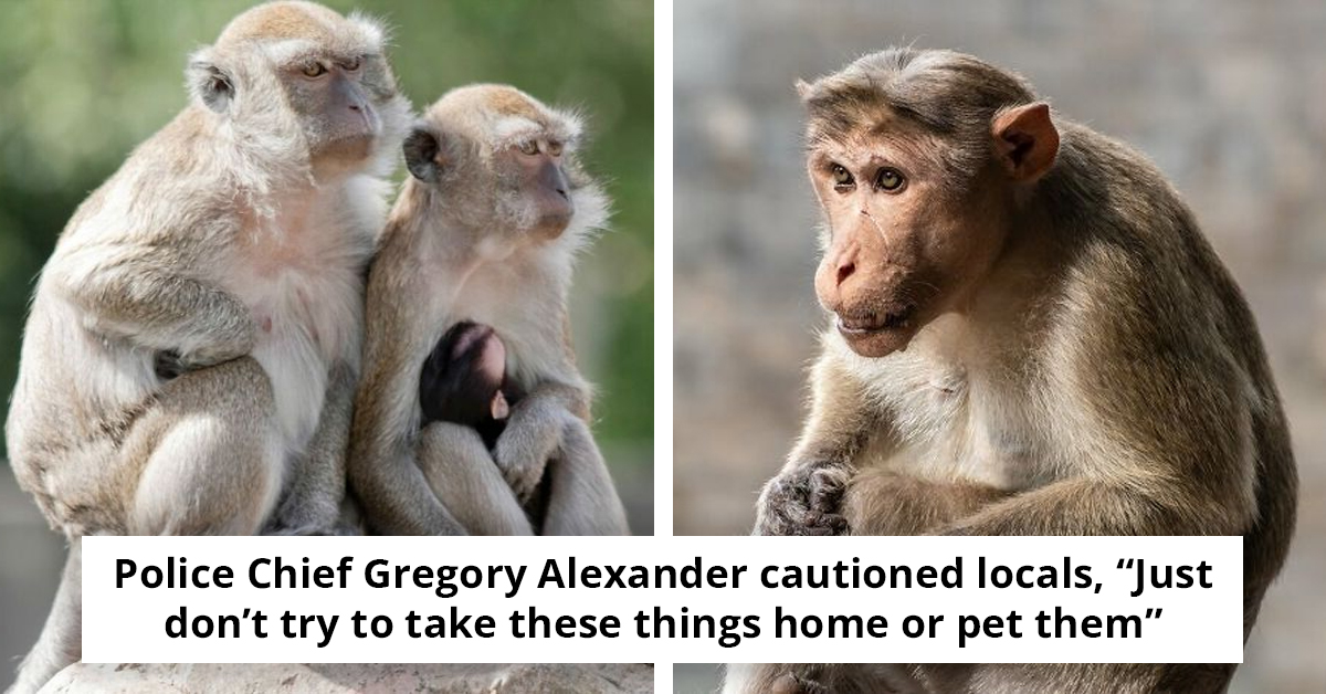 Chaos Unleashed As 43 Monkeys Escape Research Facility, Police Warn Residents