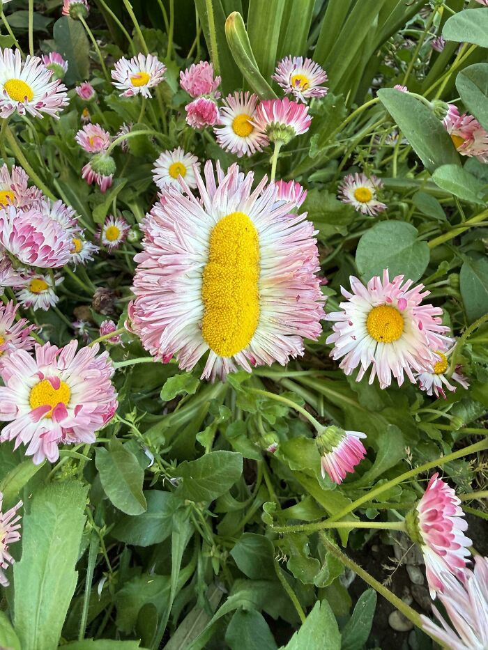 "This Daisy My Grandma Grew"