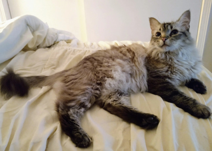 OP also paid the cat tax and provided a picture of their adorable kitty