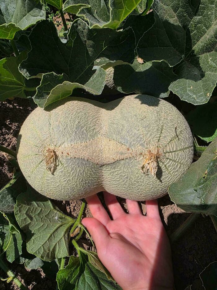 "Seen In My Pnw Gardening Group"