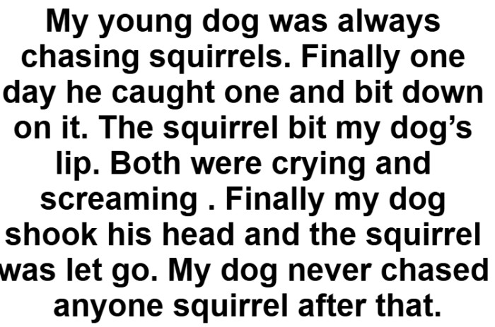 19. Comment by Redditor Panarama_Man