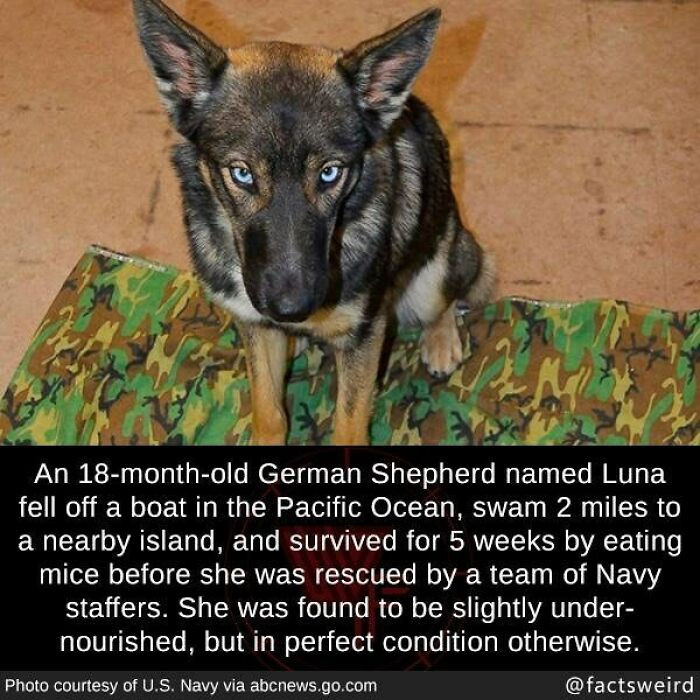 10. A very lucky pup survived 5 weeks stranded on an island