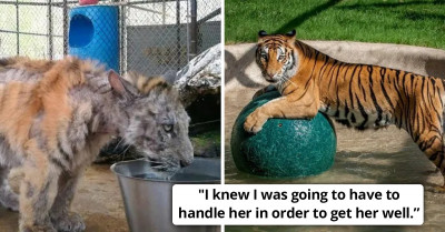 A Circus Tiger Cub That Had Been Badly Neglected Gets Rescued And Makes A Remarkable Recovery