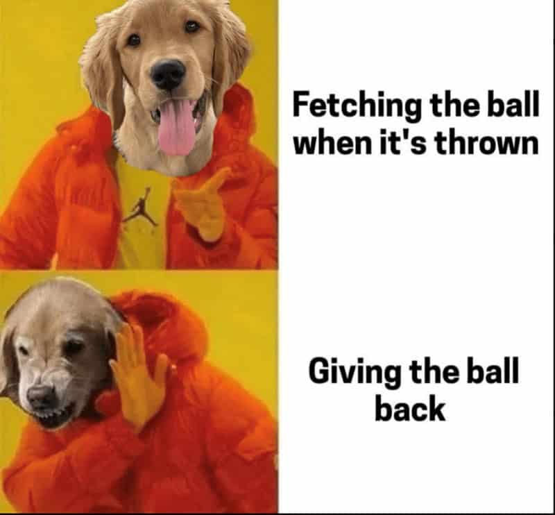 15. Classic dog logic.