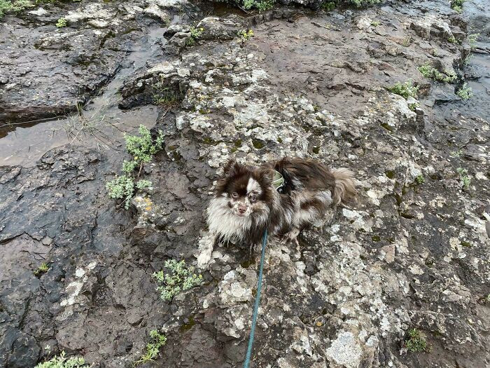 "My Dog And Lichen"