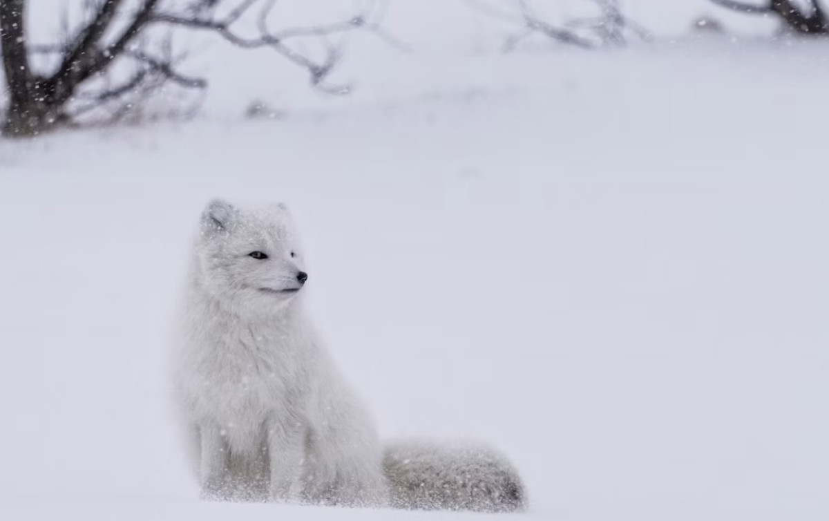 Fun Facts About Arctic Foxes: The Animal That Shrugs Off 70 Below