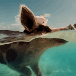 7. Big Major Cay in Exuma, Bahamas is home to swimming pigs