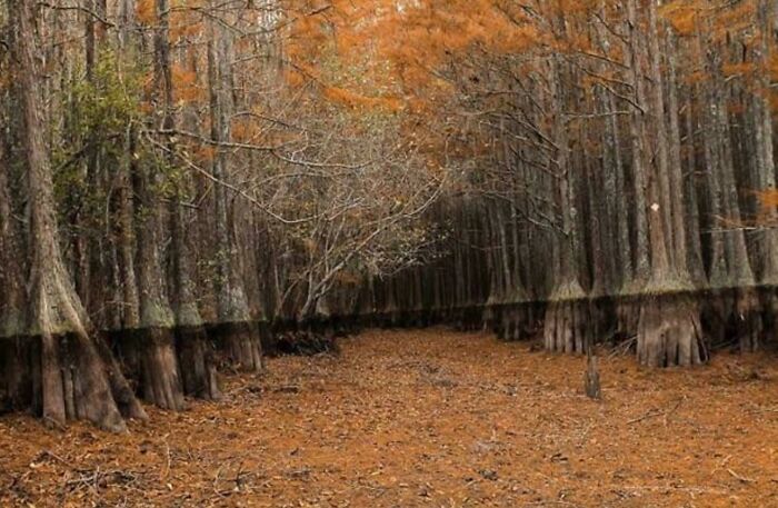 42. A Drained Swamp. Really Pretty But Kind Of Creepy