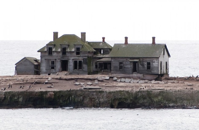 Año Nuevo Island in California, USA.