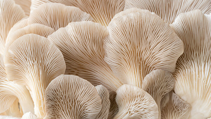 M&S Food Rising Star: Summer Chocolate Oyster Mushrooms Fans By Kate Ireland