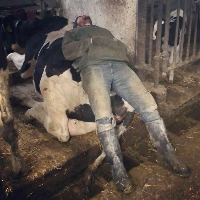 15. My Sister Caught Her Husband Sleeping On The Job. He’s A Very Hard-Working Dairy Farmer In Wisconsin