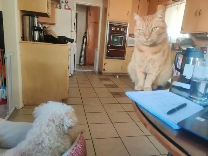 4. Cat looks as tall as a human.