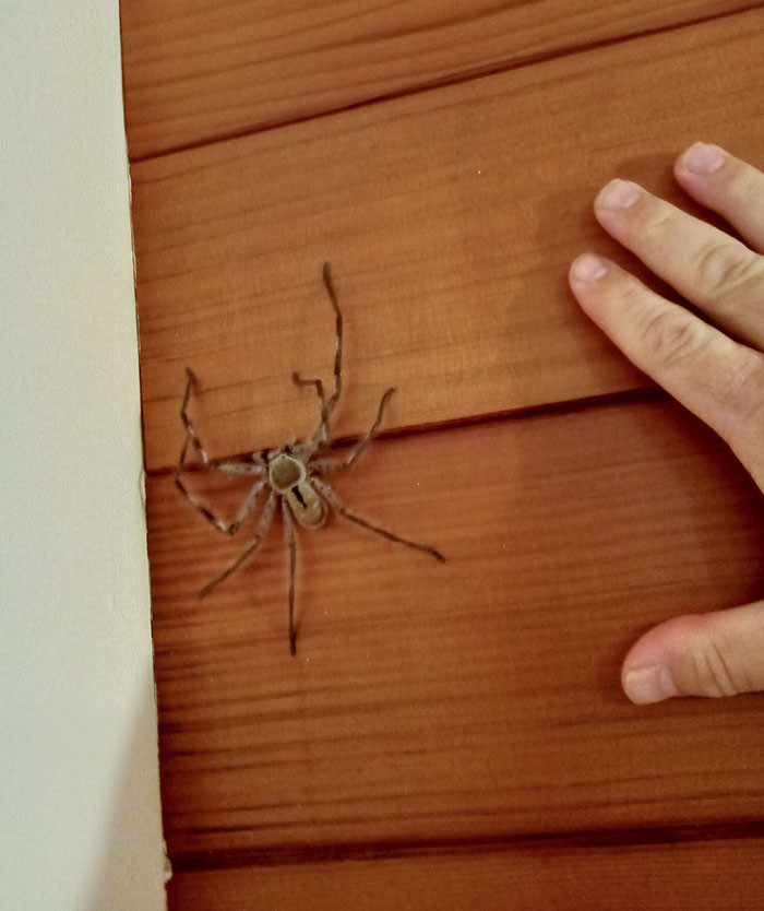 4. Meet George. He resides in the bathroom and sustains himself by consuming insects.