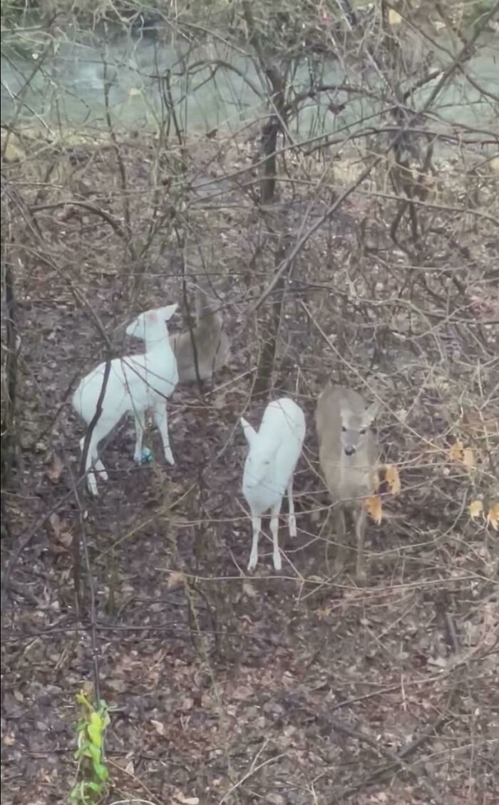 "One, But Two Real Life Shinies!!! Check Out These Deer!"