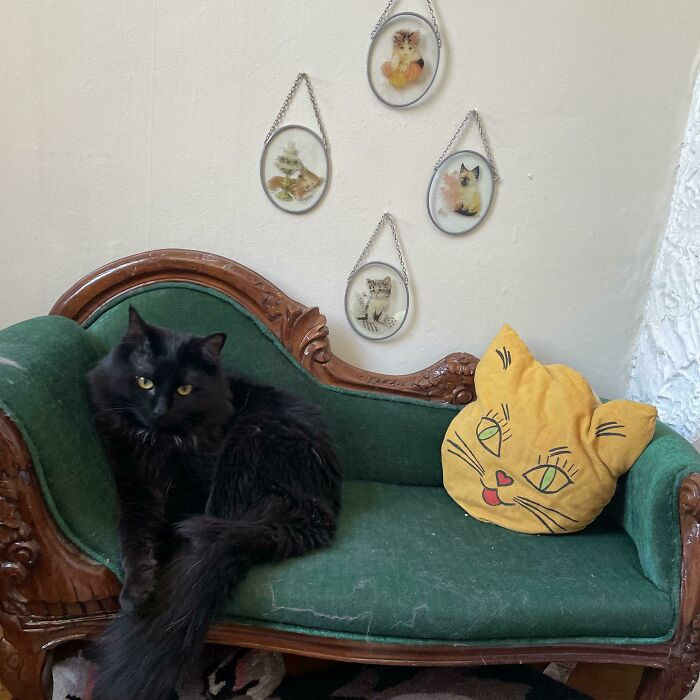 17. Hi I'm Beanie, This Is My Cat Corner. All Items Found At Garage Sales. 🐱