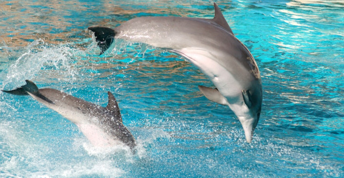 2. Bottlenose Dolphins