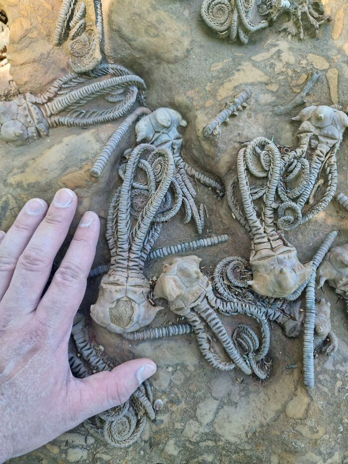 "This Cluster Of Fossilised Creatures Looks Like They Came From Another Planet"