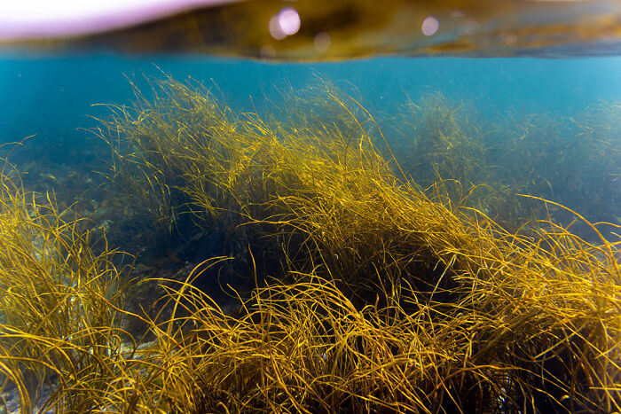 Scottish Botanical, 2nd Place: Tropical Scotland By Connor Hughes