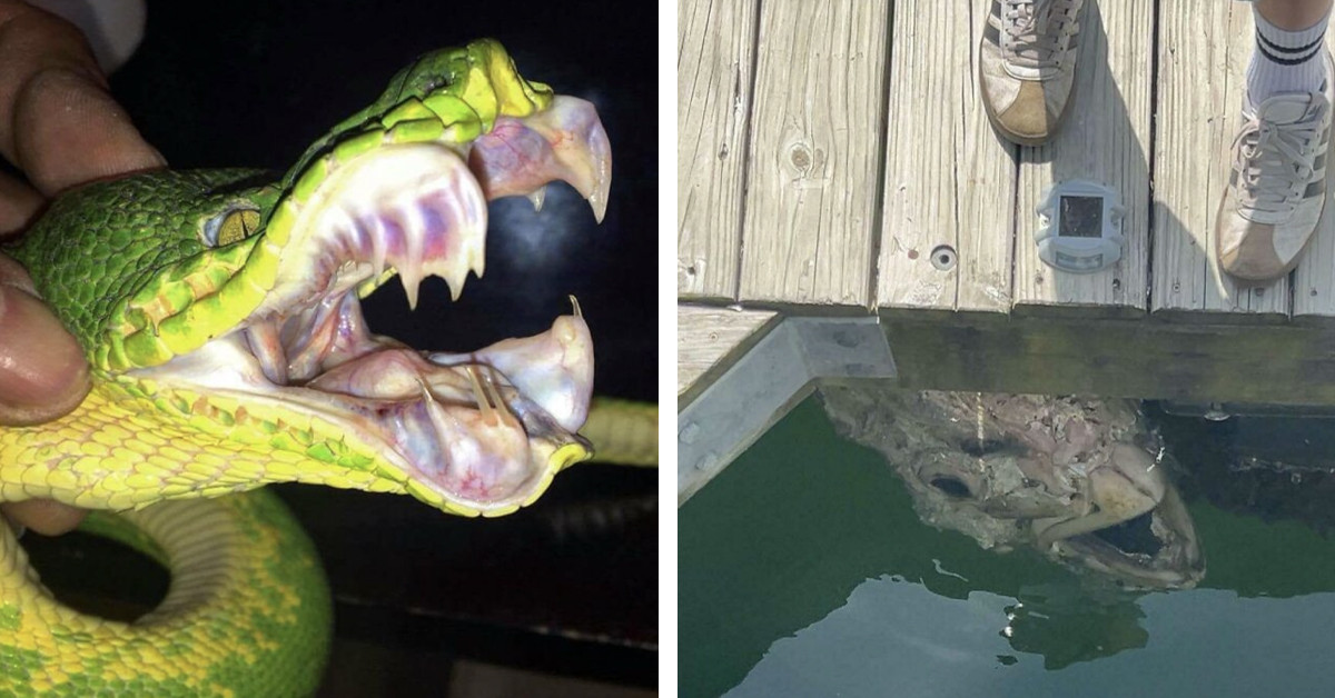 33 Photos That Show Nature Has a Dark Side