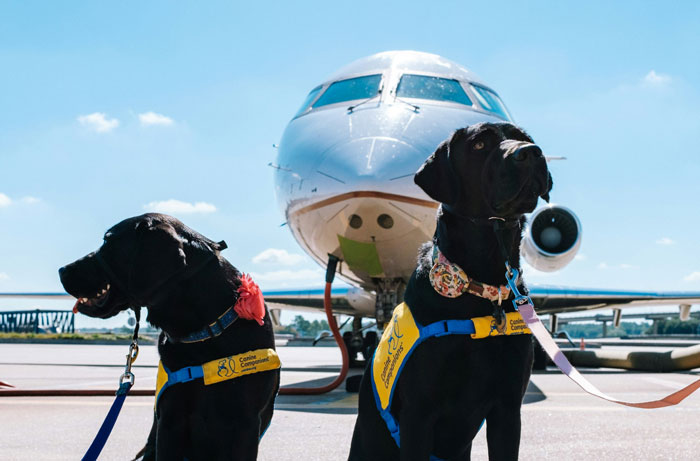 Service dogs show how much they have adapted to modern life, moving far beyond the hunting instincts they were initially bred for.