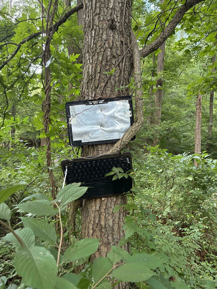'Laptop Nailed To A Tree In The Woods'
