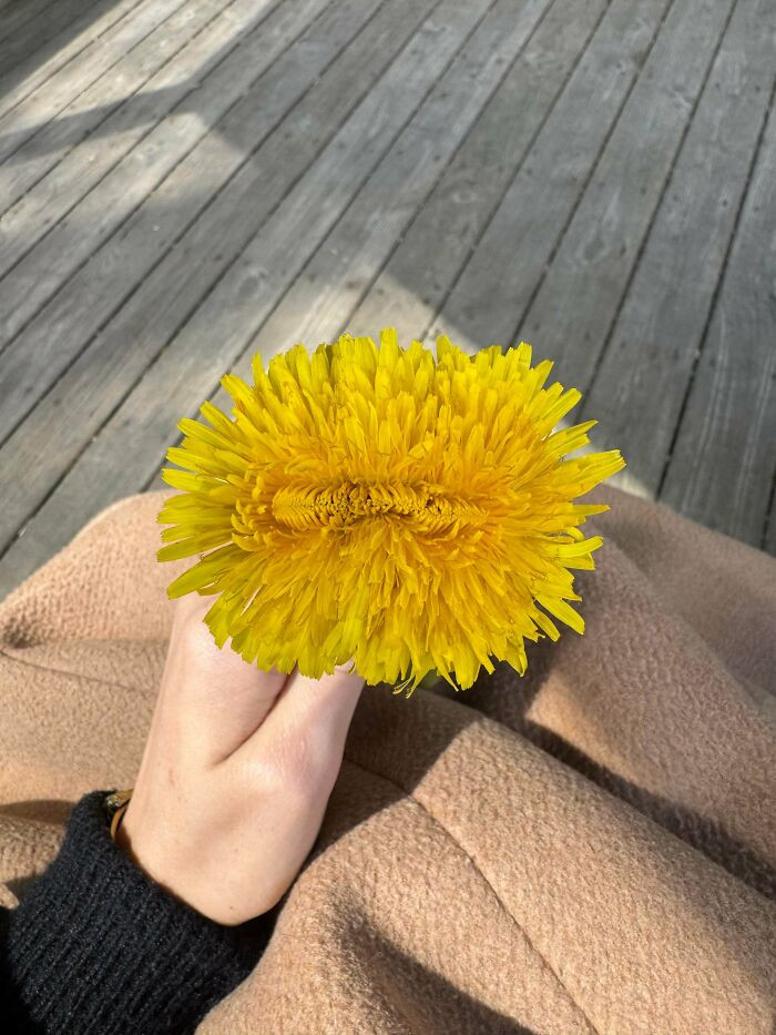 "Trippy Dandelion"