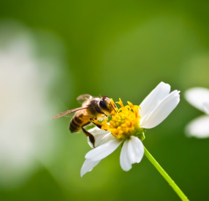 Insect and Bug Trivia for Kids