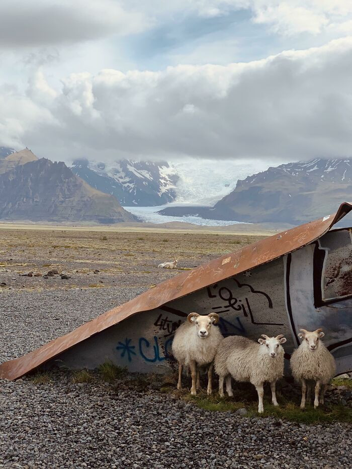 27. Exploring Iceland Since Other Plans Got Blown Away. Came Across These Dudes Seeking Wind Protection.
