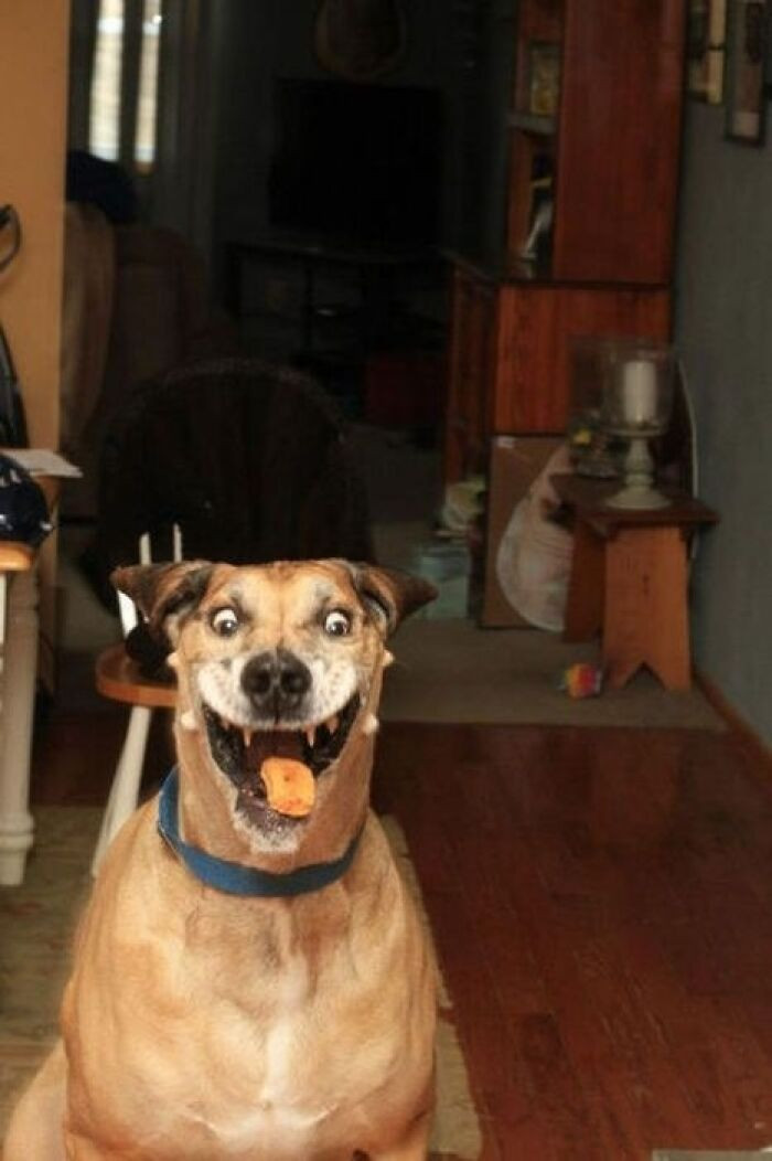 "Taken Before The Dog Got Seriously Addicted To Chips"