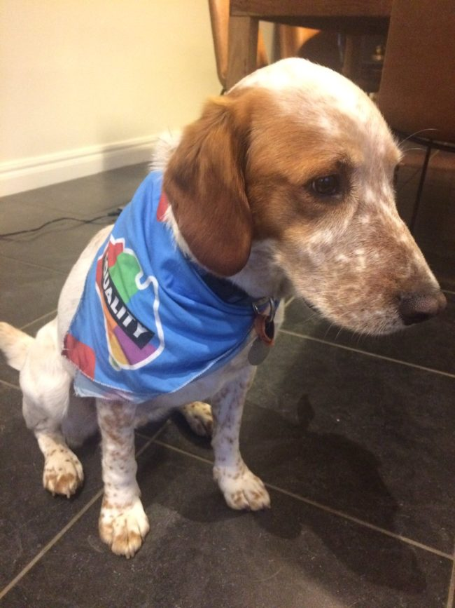 This act of aggression against an innocent animal and the verbal assault on its owner underscored the intense emotions and sometimes violent opposition faced by advocates of same-sex marriage.