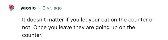 Climbing up on the countertop is inevitable for cats