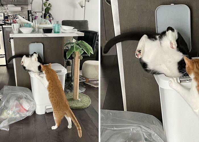 "Smudge Got Stuck In The Trash Bin. Again"