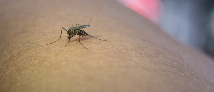 1. Mosquitoes: 725,000 to 1,000,000