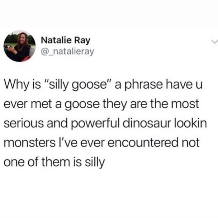 44. Silly geese are not, in fact, silly!