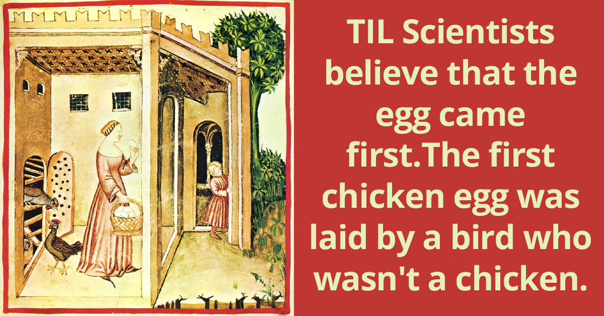 Scientists Finally Give Their Verdict On The Chicken And Egg Debate