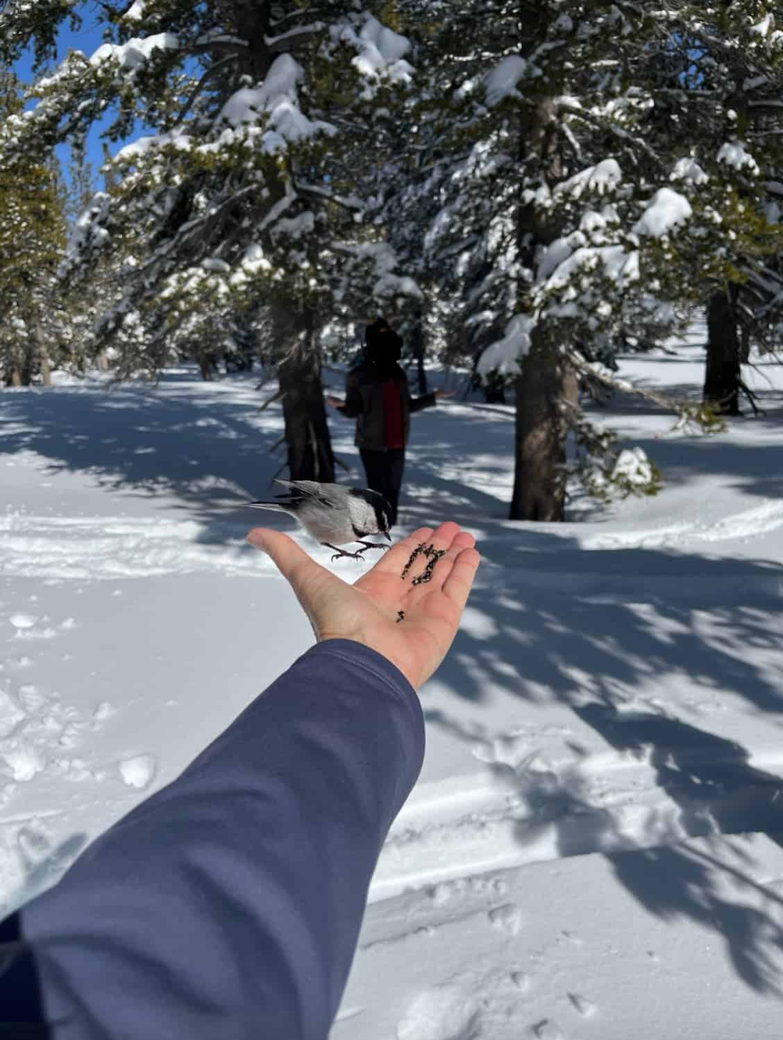 17. “Feeding Chickadees Glitch Captured by Older Family Member.”