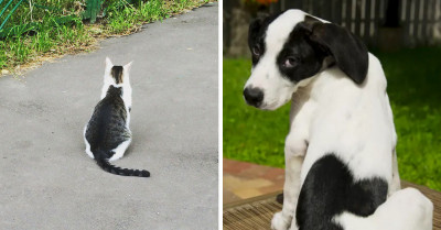 17 Pets With Unique Fur Markings Will Make You Fall In Love At First Sight