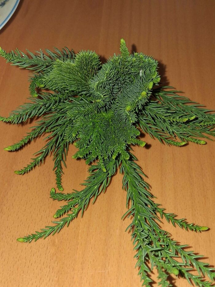 "Stunning Fan-Shaped Fasciation On This Conifer :3"