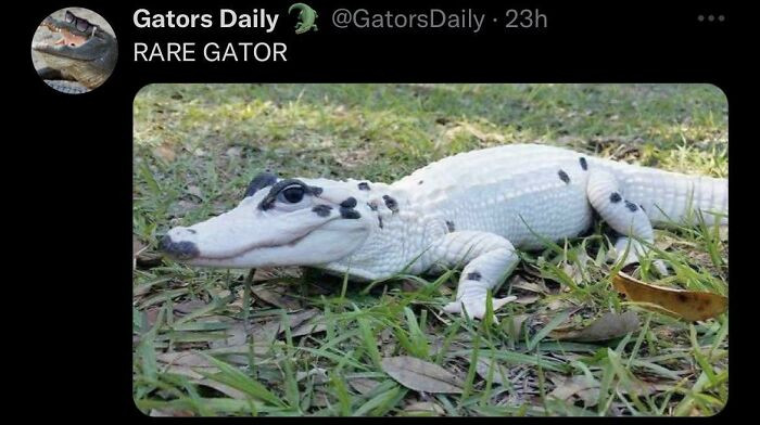 "Shiny Gator ✨"