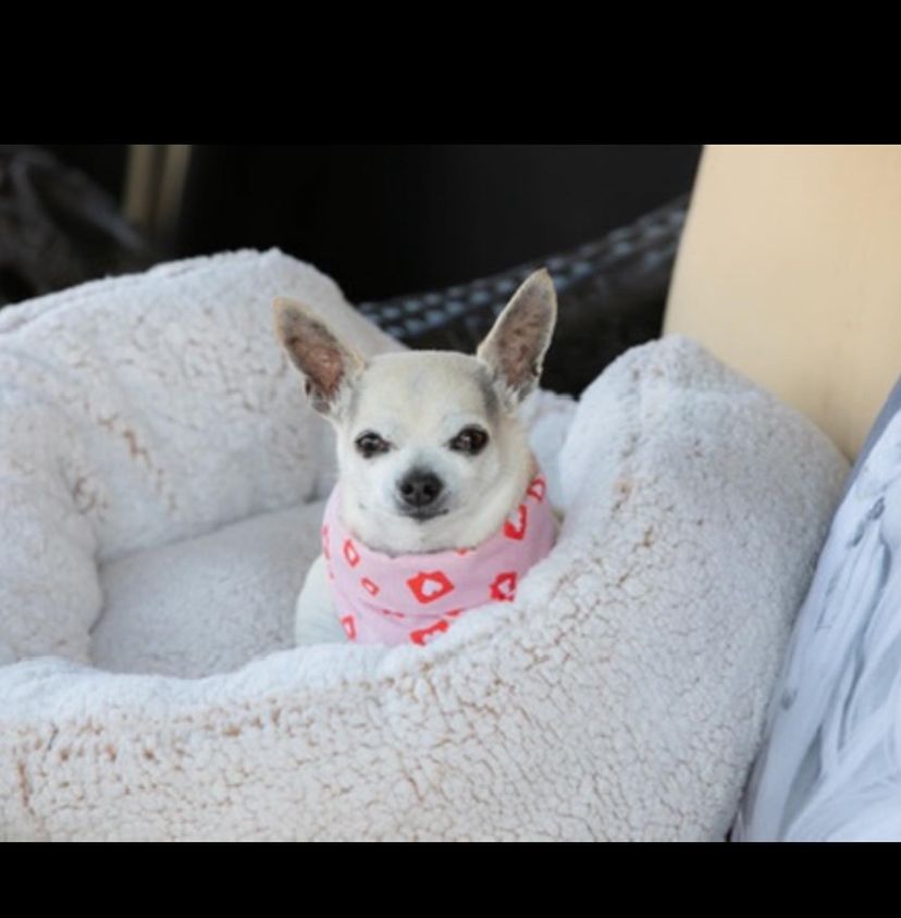 21. Rest easy, King, in the eternal fields of doggie dreams.