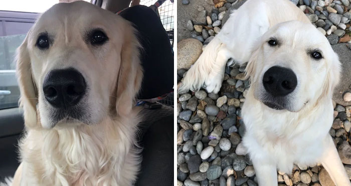 3. Hey Mom. I Know You Are Dead And Were Not The Most Supportive But This Is Glacier. He Is My Soon To Be Service Dog. You Might Have Called Me A Psychotic Bit*ch But I Have Schizophrenia And I Am Proud To Say That I Am A Person With Schizophrenia. I Am Tired Of Hiding That This Is Something I Have